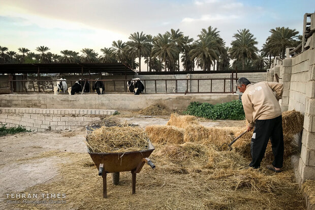 Charity helps breeder gain financial independence 