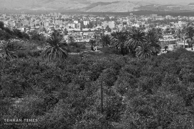 Water shortage in southern Iran: palm trees cut off at the trunk