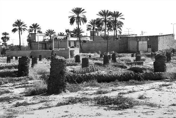Water shortage in southern Iran: palm trees cut off at the trunk