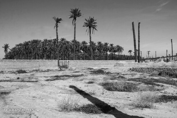 Water shortage in southern Iran: palm trees cut off at the trunk