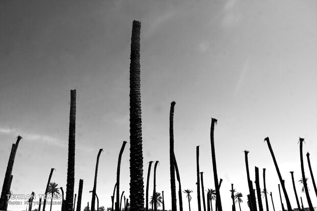 Water shortage in southern Iran: palm trees cut off at the trunk