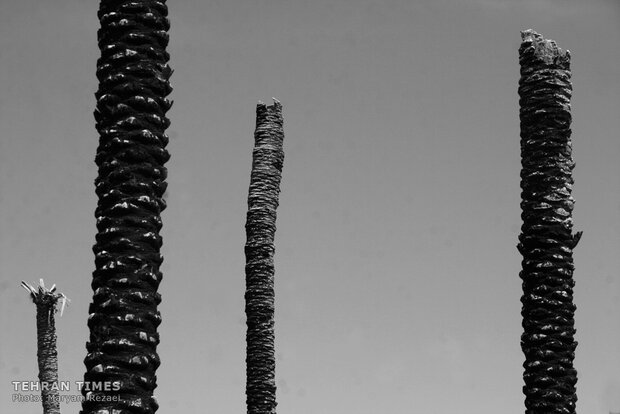 Water shortage in southern Iran: palm trees cut off at the trunk
