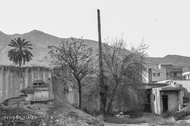 Water shortage in southern Iran: palm trees cut off at the trunk
