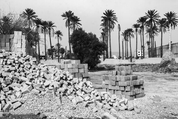 Water shortage in southern Iran: palm trees cut off at the trunk