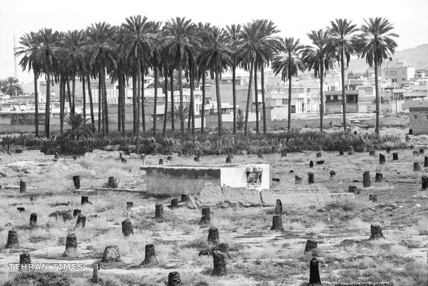 Water shortage in southern Iran: palm trees cut off at the trunk