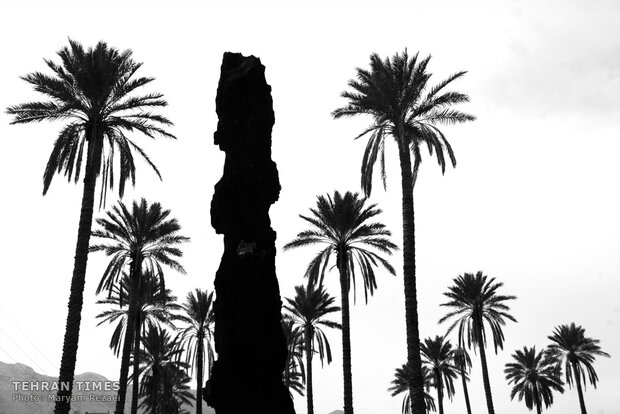 Water shortage in southern Iran: palm trees cut off at the trunk