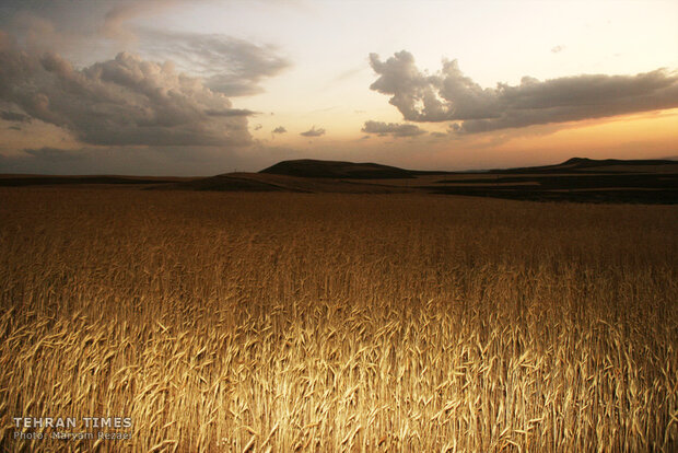 Golden land