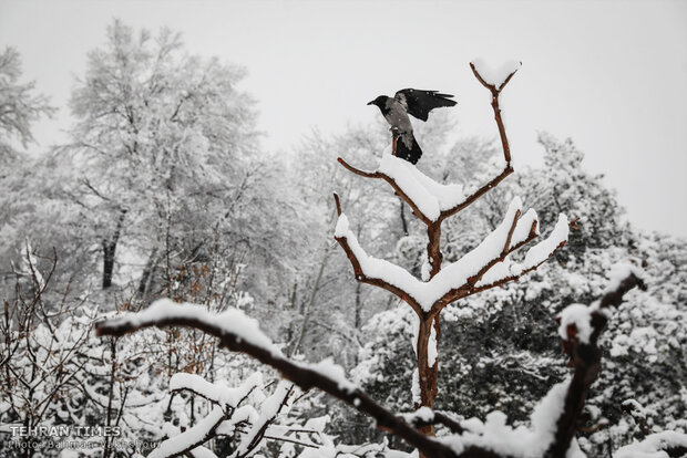 Snow blankets the Iranian capital