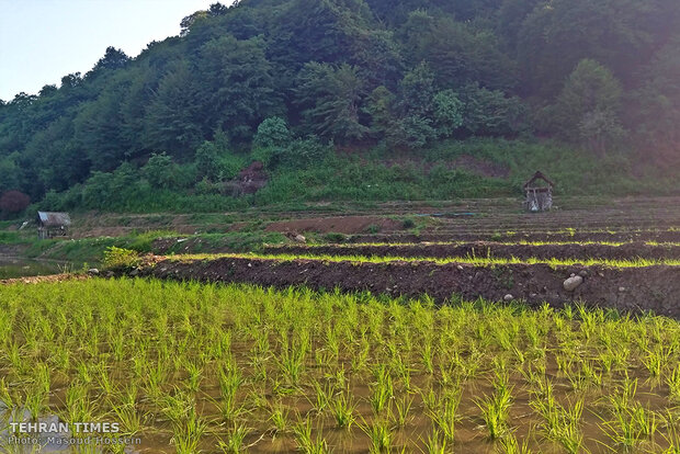 The feeling of beauty