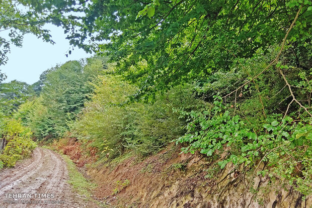 The feeling of beauty