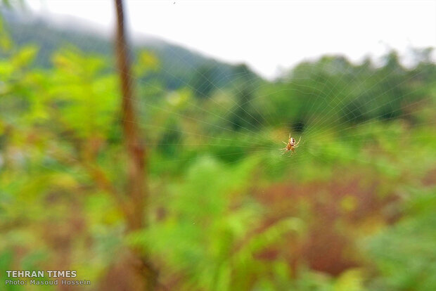 The feeling of beauty