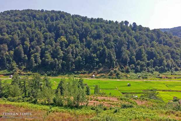 The feeling of beauty