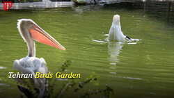 Tehran Birds Garden