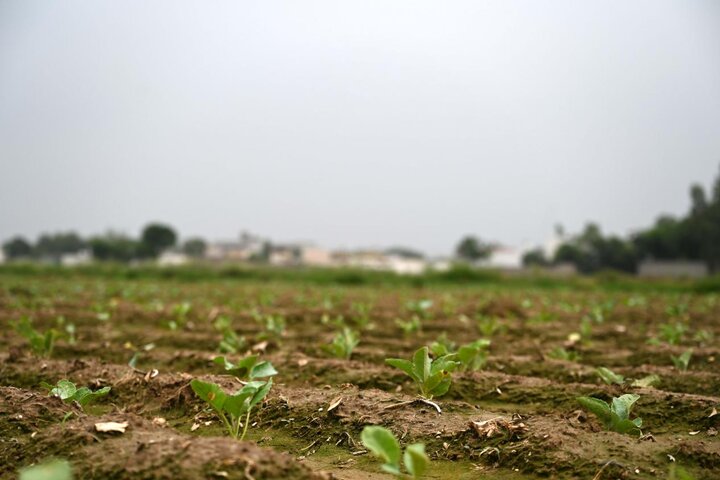 Tianjin's cauliflower seeds help address local industrial bottlenecks in Pakistan