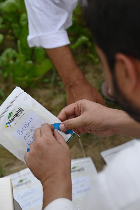 Tianjin's cauliflower seeds help address local industrial bottlenecks in Pakistan