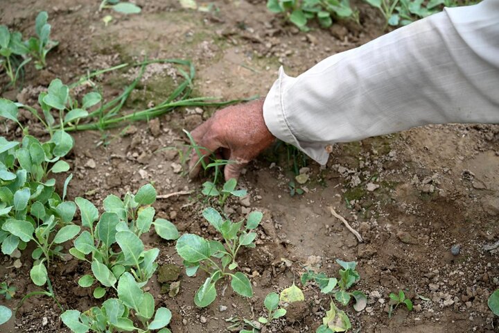 Tianjin's cauliflower seeds help address local industrial bottlenecks in Pakistan