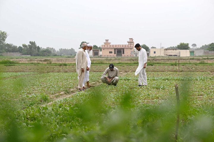 Tianjin's cauliflower seeds help address local industrial bottlenecks in Pakistan