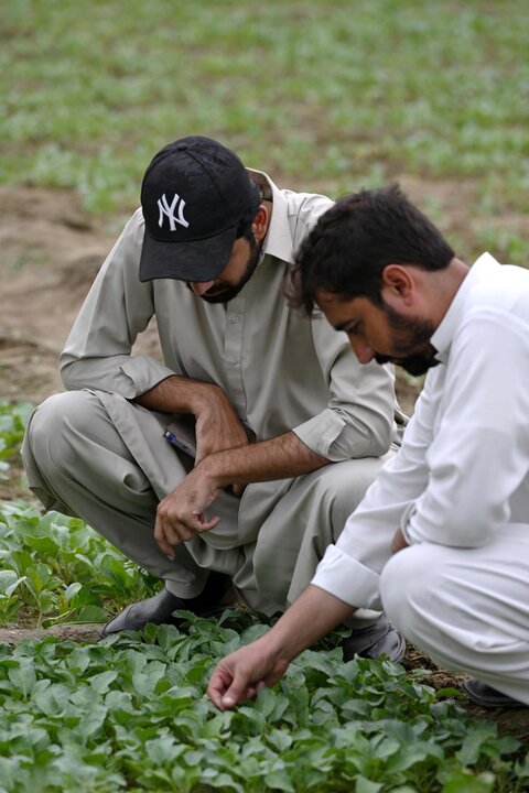 Tianjin's cauliflower seeds help address local industrial bottlenecks in Pakistan