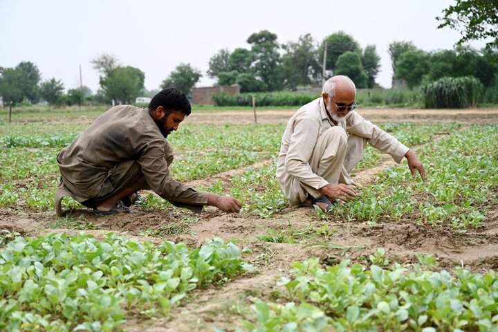 Tianjin's cauliflower seeds help address local industrial bottlenecks in Pakistan