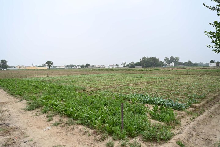 Tianjin's cauliflower seeds help address local industrial bottlenecks in Pakistan