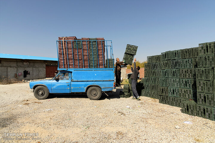 ‘Apple festival’ showcases Maragheh's flourishing tourism, economy