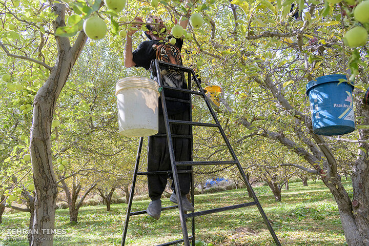 ‘Apple festival’ showcases Maragheh's flourishing tourism, economy