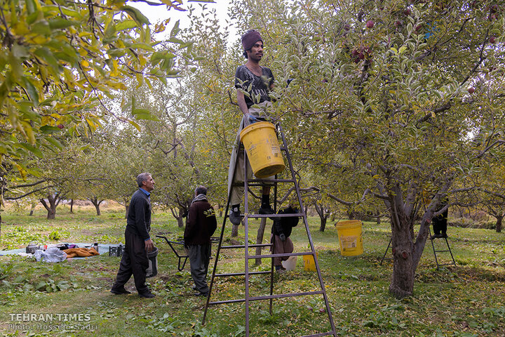 ‘Apple festival’ showcases Maragheh's flourishing tourism, economy
