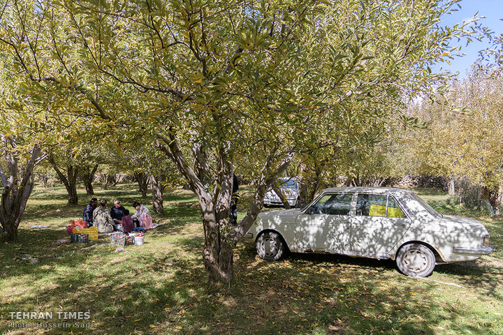 ‘Apple festival’ showcases Maragheh's flourishing tourism, economy