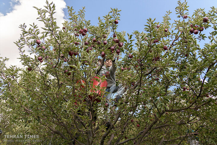 ‘Apple festival’ showcases Maragheh's flourishing tourism, economy
