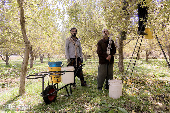 ‘Apple festival’ showcases Maragheh's flourishing tourism, economy