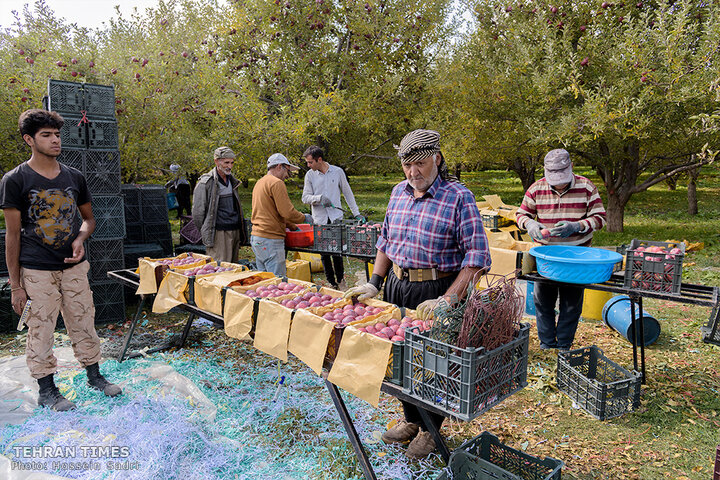 ‘Apple festival’ showcases Maragheh's flourishing tourism, economy