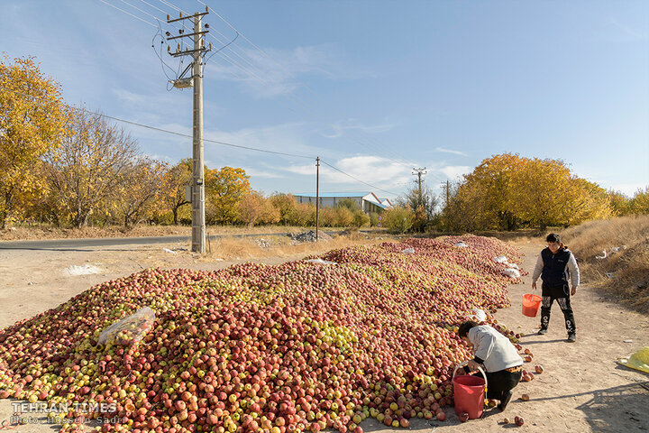 ‘Apple festival’ showcases Maragheh's flourishing tourism, economy