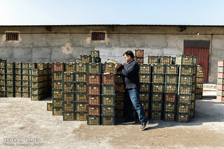 ‘Apple festival’ showcases Maragheh's flourishing tourism, economy