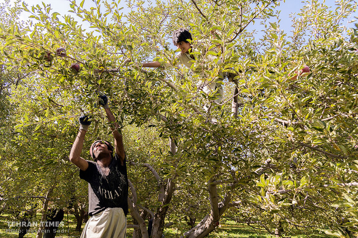 ‘Apple festival’ showcases Maragheh's flourishing tourism, economy