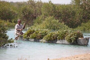 A man sails through mangrove forests in Soheili village, Qeshm Island, Persian Gulf