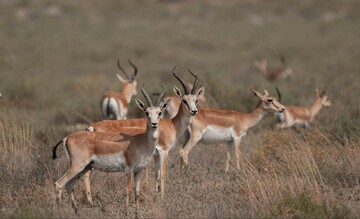 Gazelle breeding site