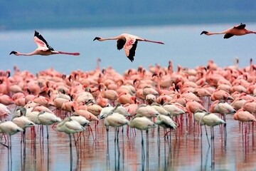 Flamingos migrate to Makran coast