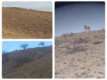 Tehran national parks