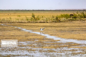 Drying intl. wetlands in Golestan province coming back to life 