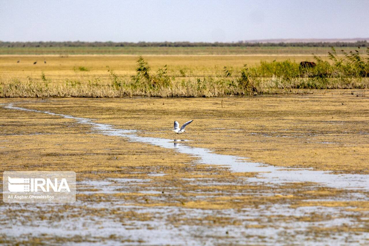 Drying intl. wetlands in Golestan province coming back to life