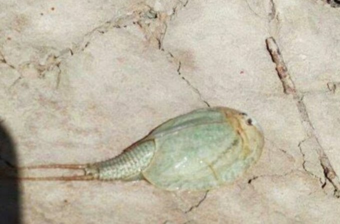 Triops cancriformis, known as ‘living fossil’, spotted in Iran’s Hamoun Wetland