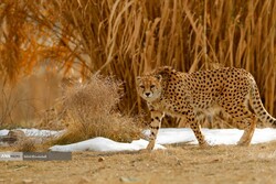 Asiatic cheetahs’ return to birthplace