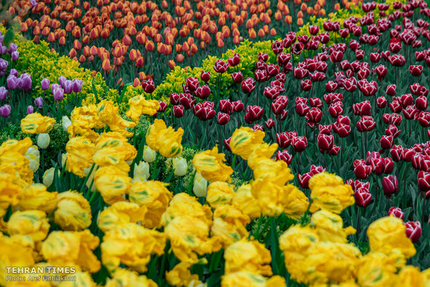 Virtually explore tulips in full bloom in park closed over coronavirus