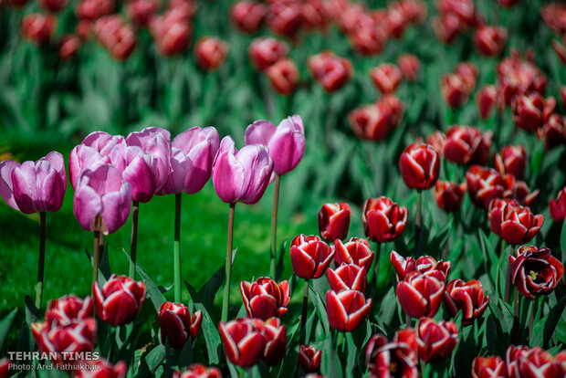 Virtually explore tulips in full bloom in park closed over coronavirus