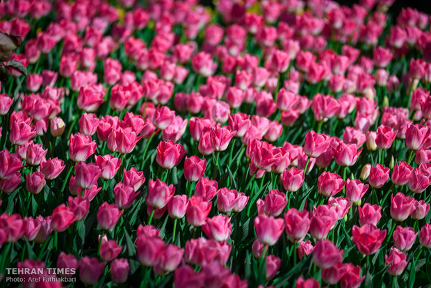 Virtually explore tulips in full bloom in park closed over coronavirus