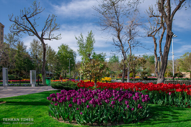 Virtually explore tulips in full bloom in park closed over coronavirus