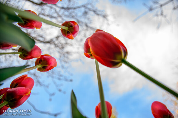 Virtually explore tulips in full bloom in park closed over coronavirus