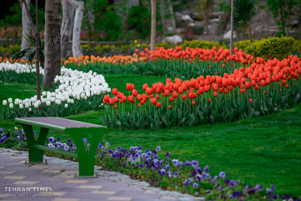 Virtually explore tulips in full bloom in park closed over coronavirus