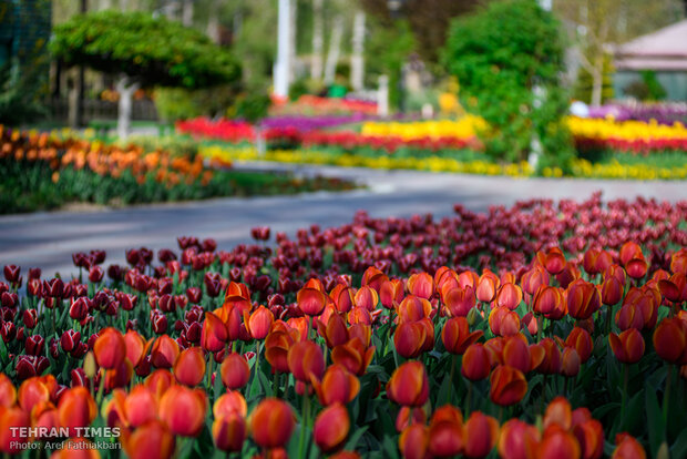 Virtually explore tulips in full bloom in park closed over coronavirus