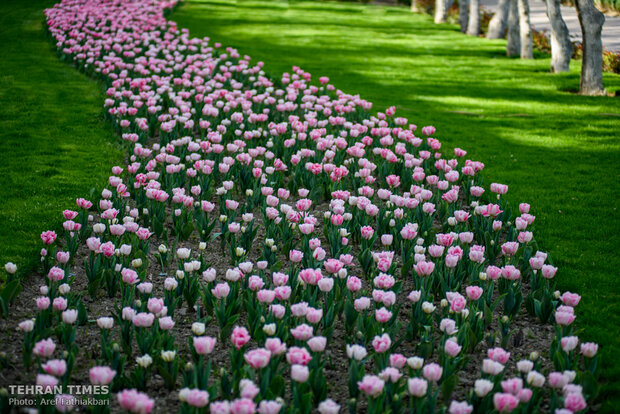 Virtually explore tulips in full bloom in park closed over coronavirus